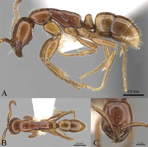 are formicidae ants native to xianjiang china